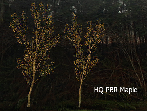 HQ Autumn Dry Maple Trees – Free Download
